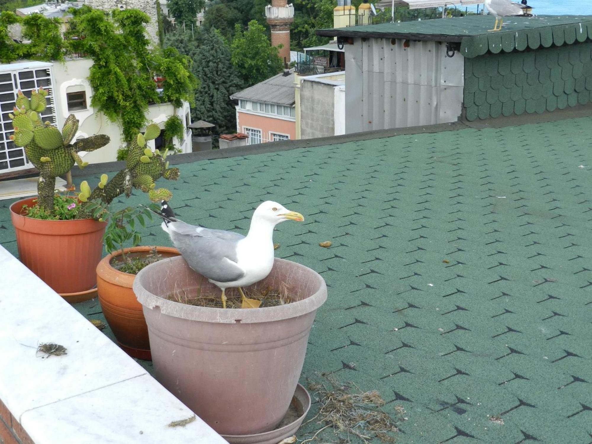Guest House - Grandma's House Istambul Extérieur photo